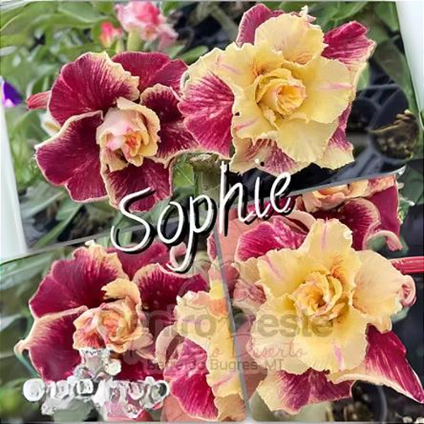 Rosa do Deserto Enxerto Sophie