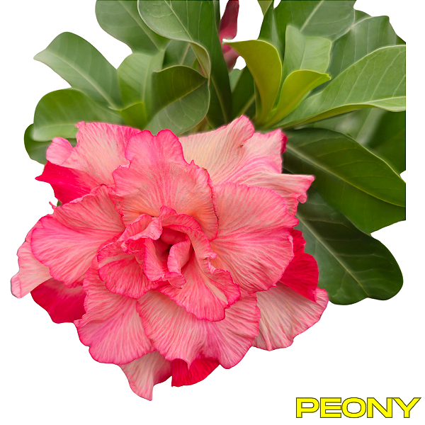 Rosa do Deserto Enxerto Peony RC-523
