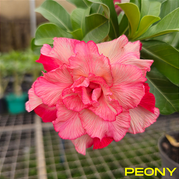 Rosa do Deserto Enxerto Peony RC-523