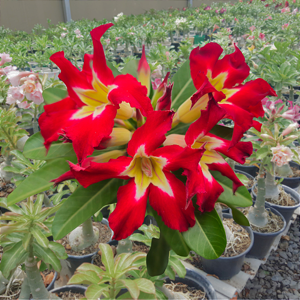 Rosa do Deserto Enxerto Ghost EV-75