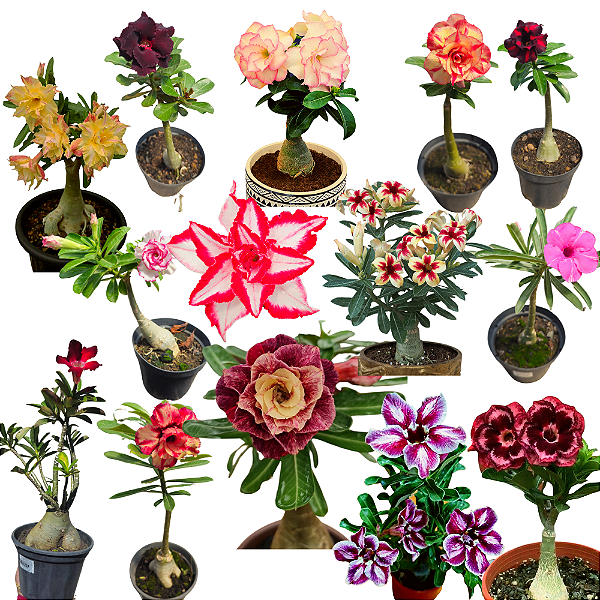Kit 100 Enxertos Mudas Rosas Do Deserto Multipétalas