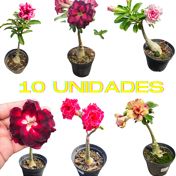 Kit de 10 Mudas de Enxertos Multipétalas Com Identificação
