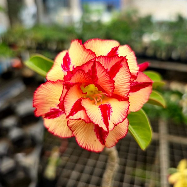 Rosa do Deserto Enxerto Frigga GF-212