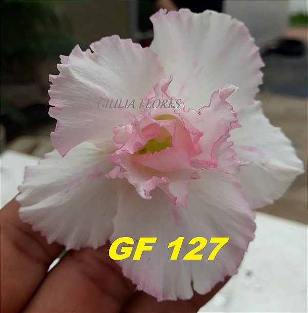 Rosa do Deserto Enxerto GF-127