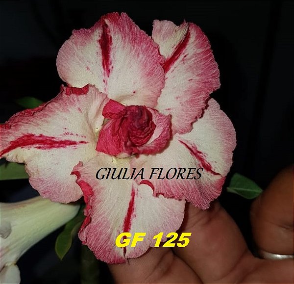 Rosa do Deserto Enxerto GF-125 Matizada