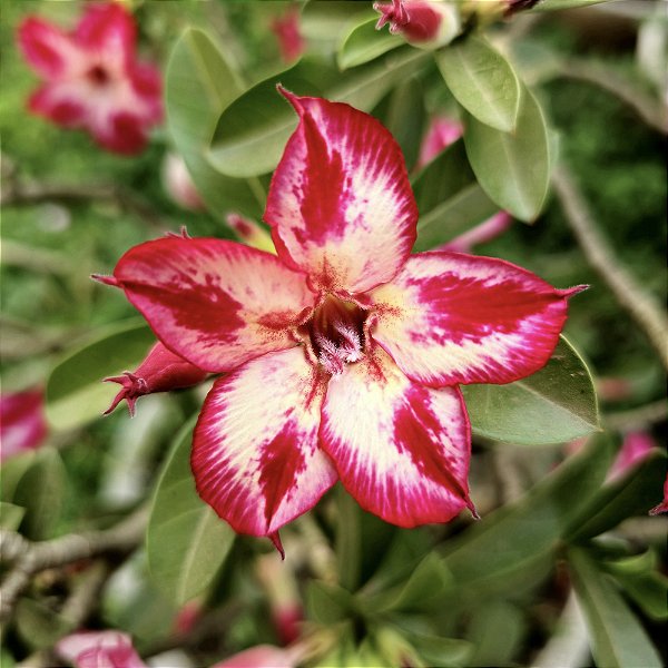 Rosa do Deserto Enxerto Singelinha