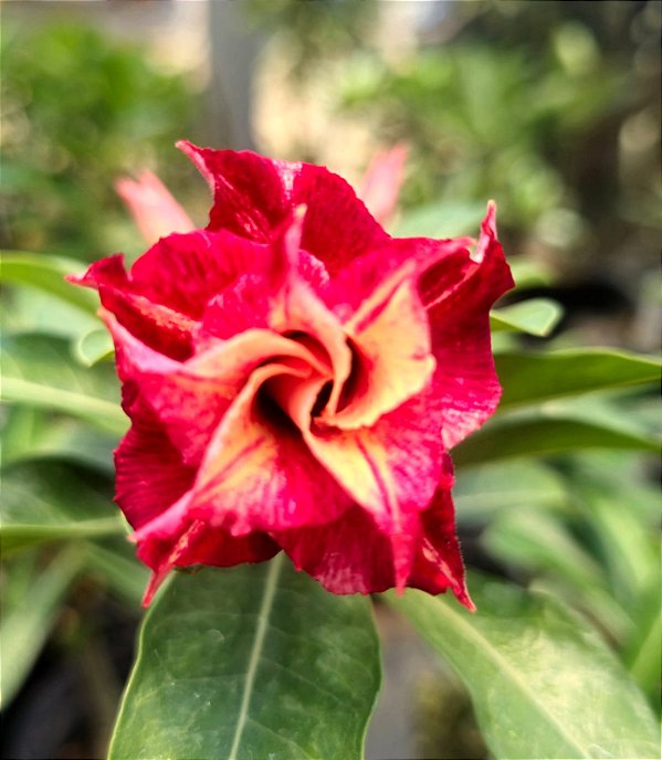 Rosa do Deserto Enxerto Fantastic