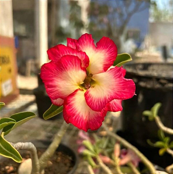 Rosa do Deserto Enxerto Billie GF-235