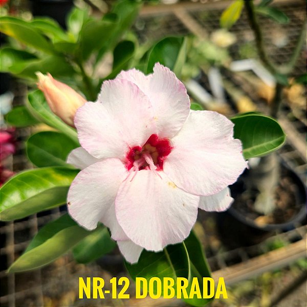 Rosa do Deserto Enxerto NR-12 dobrada