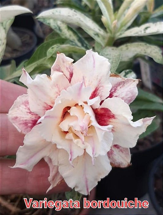 Rosa do Deserto Enxerto Variegata Borduchi