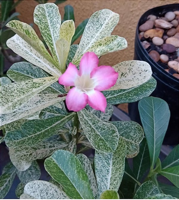 Rosa do Deserto Enxerto Variegata 155