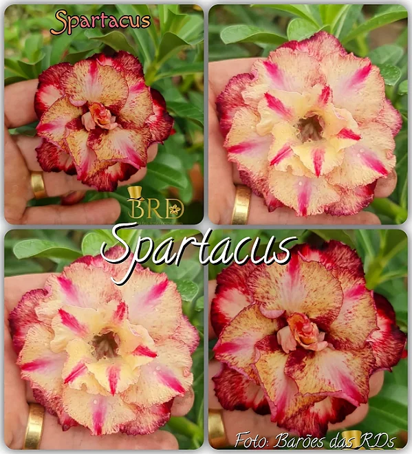 Rosa do Deserto Enxerto Spartacus