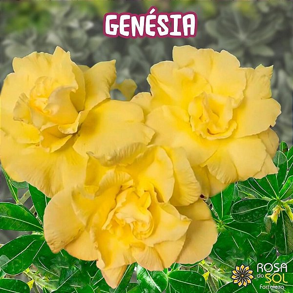 Rosa do Deserto Enxerto Genesia