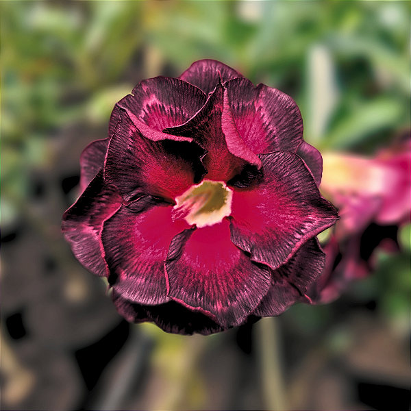 Rosa do Deserto Enxerto Baby Cleopatra