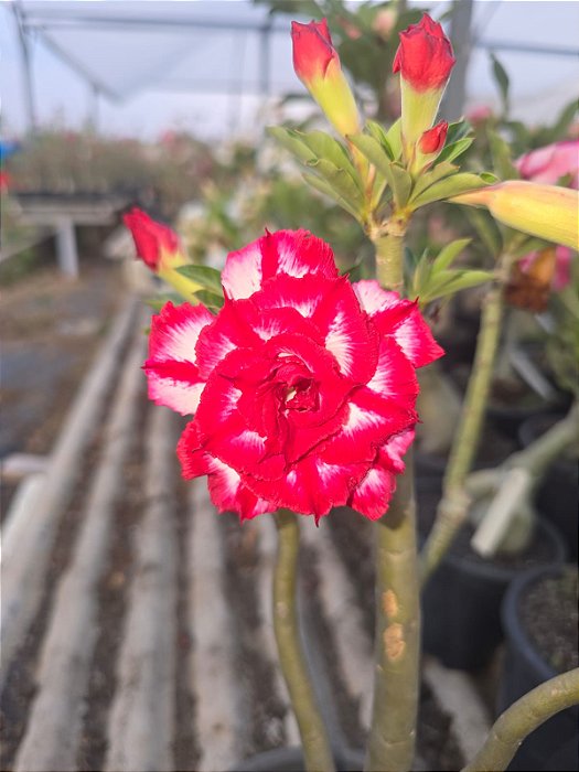 Rosa do Deserto Enxerto Baby Red Cliff