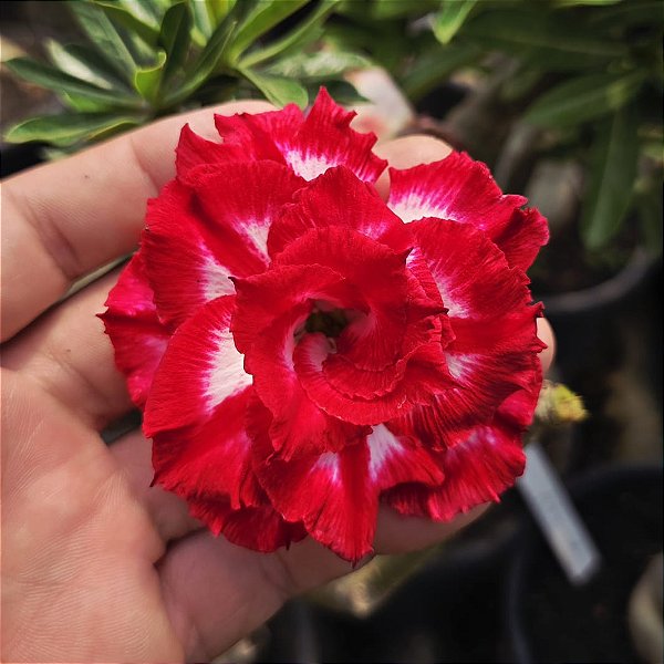 Rosa do Deserto Enxerto Red Cliff Muda Baby