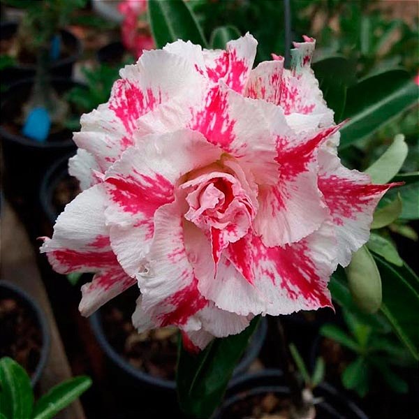 Rosa do Deserto Enxerto Baby Bella
