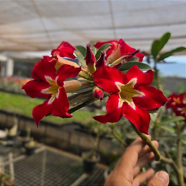 Rosa do Deserto Enxerto Ghost EV-75 Muda Baby