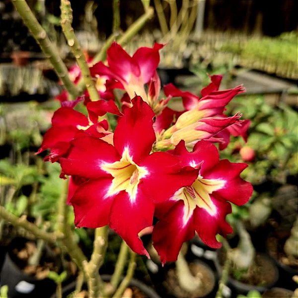 Rosa do Deserto Enxerto Ghost EV-75 Muda Baby