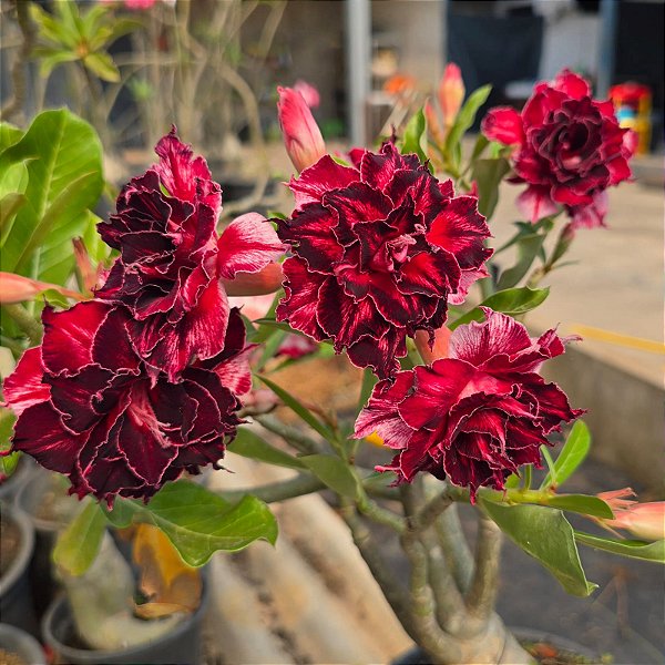 Rosa do Deserto Enxerto Rihanna Muda Baby