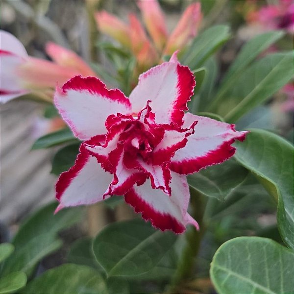 Rosa do Deserto Enxerto Ferrari Muda Baby