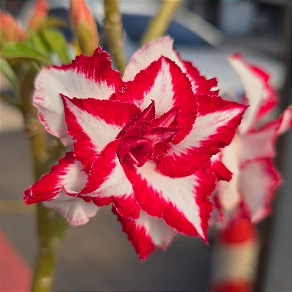 Rosa do Deserto Enxerto Ferrari Muda Baby