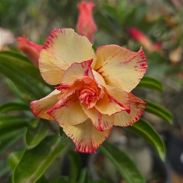 Rosa do Deserto Enxerto Filó Muda Baby