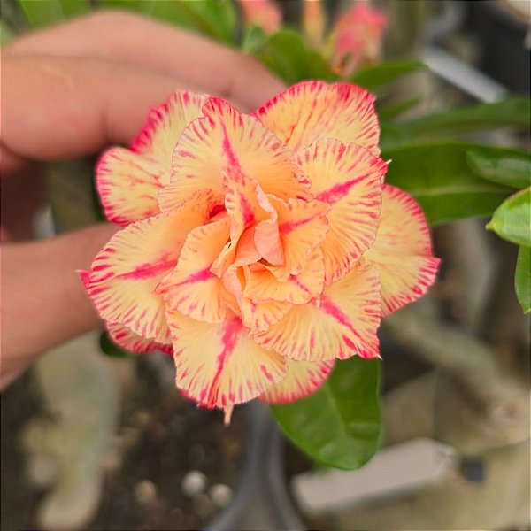 Rosa do Deserto Enxerto Filó Muda Baby