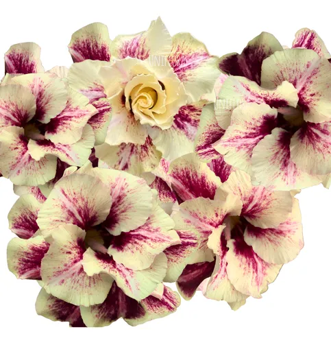 Rosa do Deserto Enxerto Paladino Muda Baby