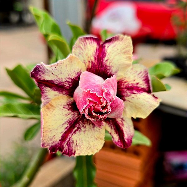 Rosa do Deserto Enxerto Paladino Muda Baby