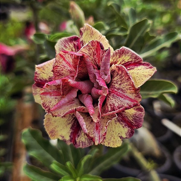 Rosa do Deserto Enxerto Paladino Muda Baby