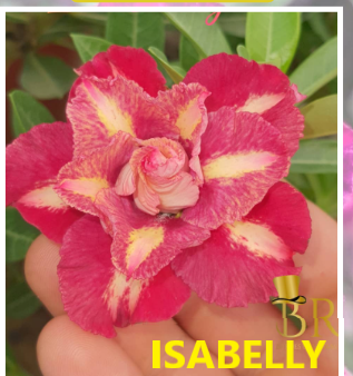 Rosa do Deserto Enxerto Isabelly Pendente Muda Baby