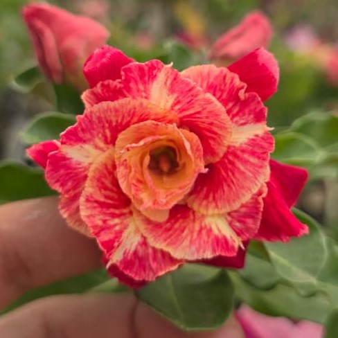 Rosa do Deserto Enxerto Fidamãe