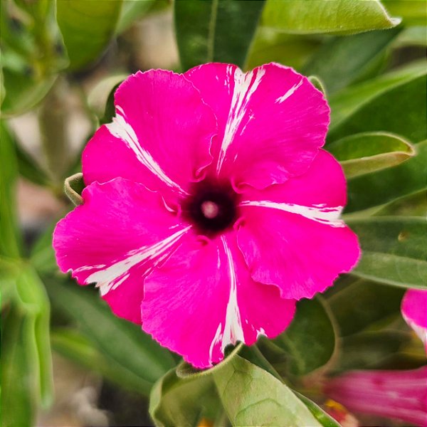 Rosa do Deserto Enxerto Purple Medal Muda Baby