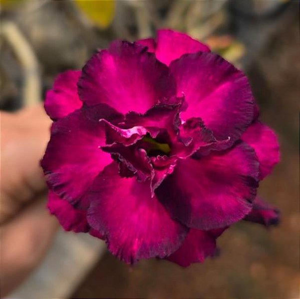 Rosa do Deserto Enxerto Attractive Roxa Tripla Muda Baby