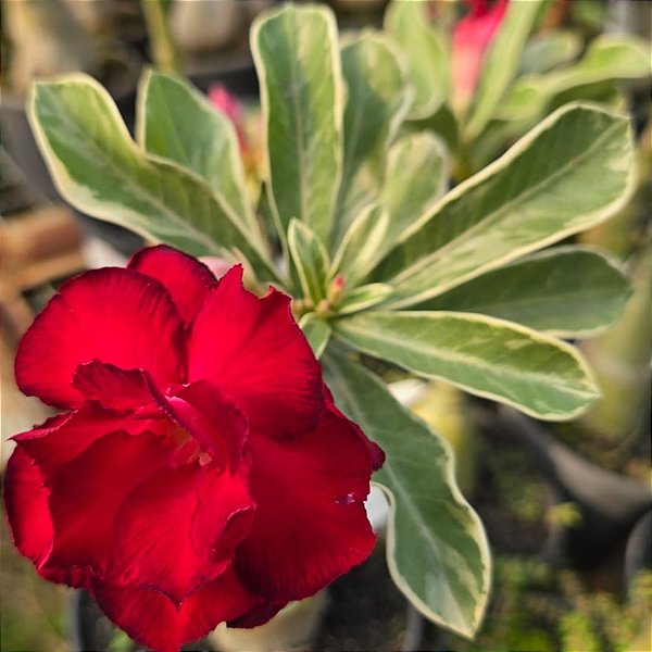 Rosa do Deserto Enxerto Variegata Vermelha Dobrada