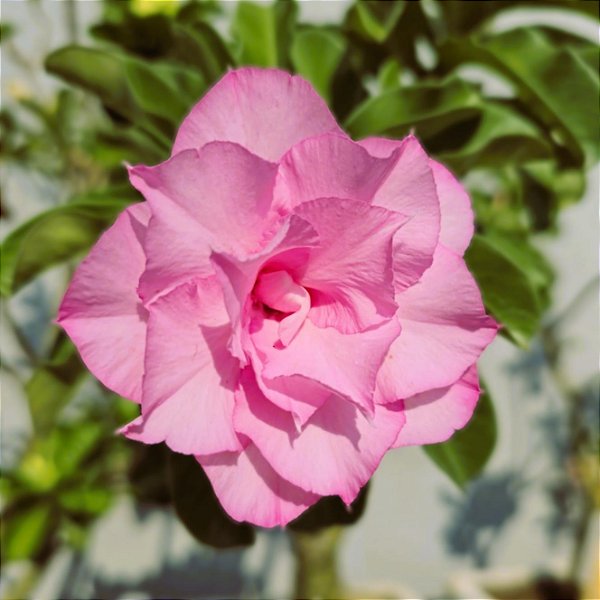 Rosa do Deserto Enxerto TH-4 Pathuma Muda Baby