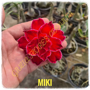 Rosa do Deserto Enxerto Miki Muda Baby