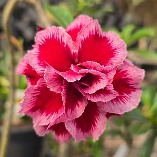 Rosa do Deserto Enxerto LM-2 Muda Baby