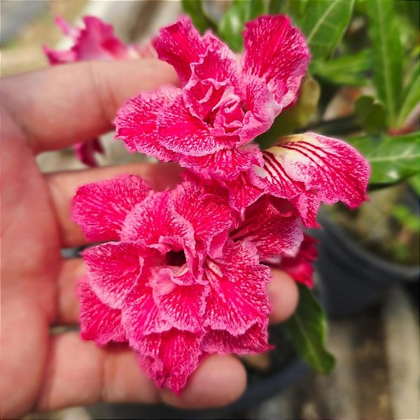 Rosa do Deserto Enxerto Renda EV-150 Muda Baby