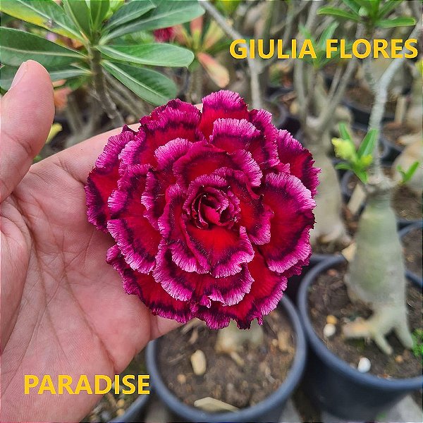 Rosa do Deserto Enxerto Paradise Muda Baby