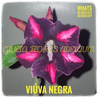 Rosa do Deserto Enxerto Viúva Negra Muda Baby
