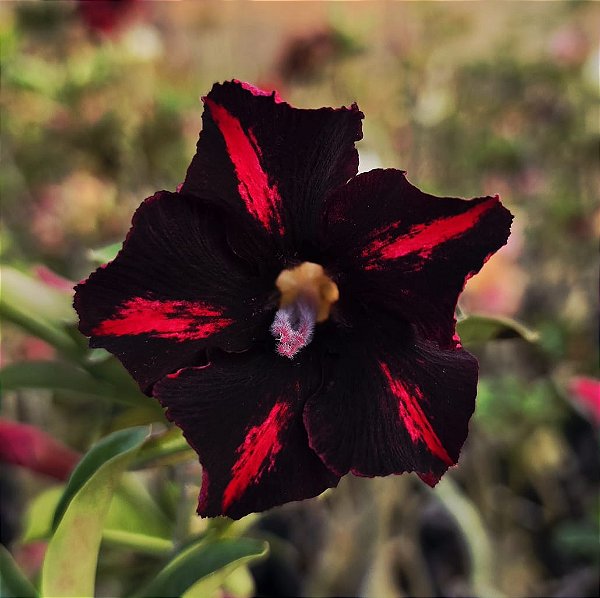 Rosa do Deserto Enxerto Viúva Negra Muda Baby