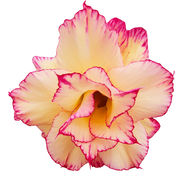 Rosa do Deserto Enxerto Rapunzel EV-16 Muda Baby