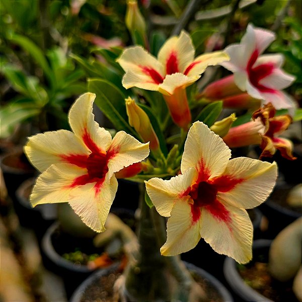 Rosa do Deserto Enxerto Quiabo Muda Baby