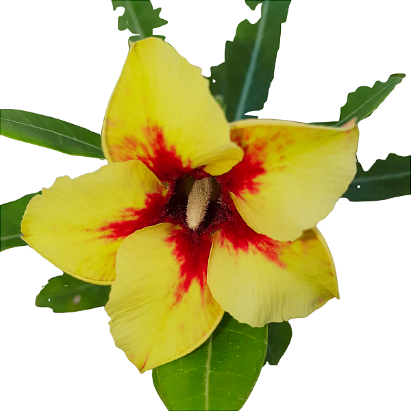 Rosa do Deserto Enxerto Quiabo Muda Baby