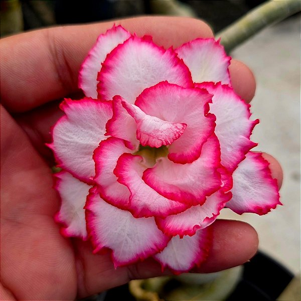 Rosa do Deserto Enxerto B-303 Muda Baby