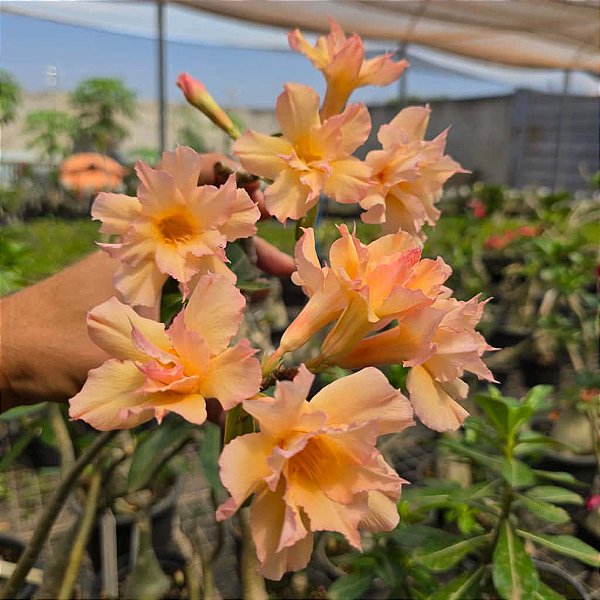 Rosa do Deserto Ev-57 Coral Enxerto em Estaca