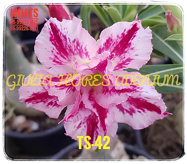 Rosa do Deserto TS-42 Enxerto em Estaca