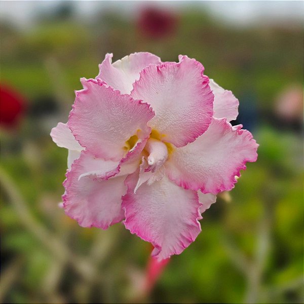 Rosa do Deserto GF-149 Enxerto em Estaca